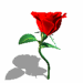 rose.jpg